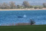 Timmy, la baleine à bosse, captive l'Allemagne dans un périple inattendu