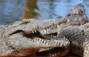 Un avion de tourisme s'écrase dans une baie infestée de crocodiles en Australie