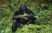 Un bonobo brise une vitre au zoo de Memphis après des provocations d'adolescents