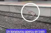 Un kangourou bloque un train à Melbourne en bondissant sur les voies ferrées