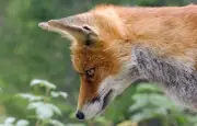 Un renard clandestin traverse l'Atlantique caché dans un cargo