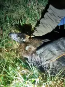 Un vautour moine, espèce rare, secouru à Domme après une découverte insolite