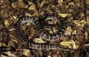 Une fillette sauvée d'une morsure de serpent grâce à un passager héroïque