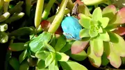 Une grenouille bleue découverte dans un jardin de Bassan, une rareté insolite