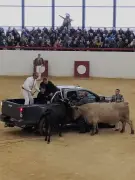 Une vache s'échappe lors d'une course landaise à Saint-Loubouer : une course folle et des dégâts