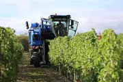 Vignoble du Bergeracois : un réveil précoce historique expose la vigne aux gelées