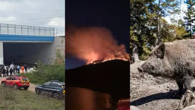Agent SNCF se tue sous un train, colo évacuée, sangliers ravagent jardins