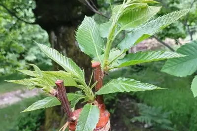 Animations gratuites autour du châtaignier dans la vallée de la Roya