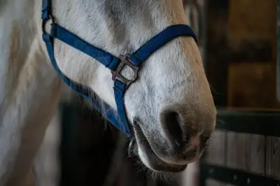 Appel à l'aide pour sauver Nénette, une jument gravement malade dans le Vaucluse