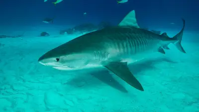 Attaque de requin en Nouvelle-Calédonie : un rameur grièvement blessé sauvé par ses coéquipiers