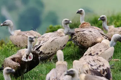 Attaque de vautours dans les Pyrénées : un éleveur témoigne d'une scène traumatisante
