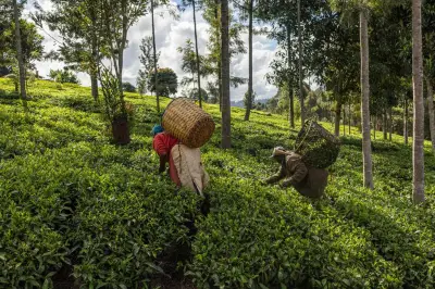Au Kenya, l'industrie du thé noir victime collatérale de la guerre au Moyen-Orient