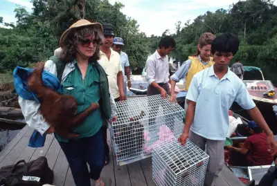 Birute Galdikas, pionnière des orangs-outans, s'éteint : un héritage immense