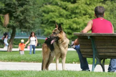 Bordeaux chute au classement des villes où il fait bon vivre avec les animaux