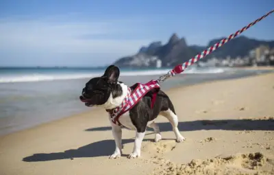 Brésil : une loi encadre la garde partagée des animaux après une séparation