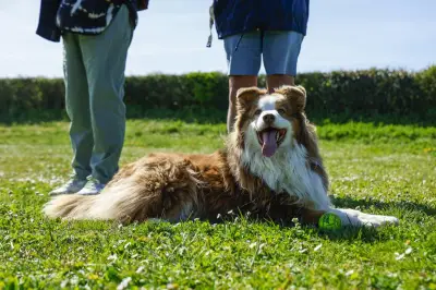 Brésil : une loi instaure la garde partagée des animaux de compagnie lors des séparations