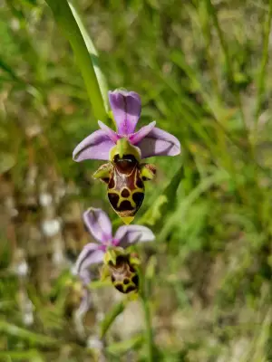 Castillon-Pujols mobilise les citoyens pour recenser les orchidées sauvages