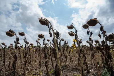 Chaleur extrême : l'agriculture mondiale menacée, 1 milliard de personnes en danger