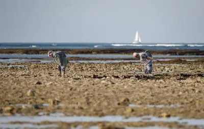Coefficients de marée exceptionnels ce week-end : prudence pour la pêche à pied