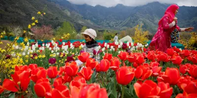 Comment les tulipes ont conquis le monde