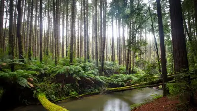 Corps d'une femme découvert en forêt en Californie : une enquête ouverte sur des circonstances suspectes
