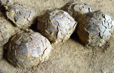 Découverte d'œufs de dinosaure près de Montpellier : l'intérêt scientifique