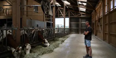 Dermatose bovine : la campagne de revaccination des vaches est lancée dans les Alpes