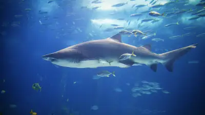 Des requins contaminés par de la cocaïne au large des Bahamas, une première mondiale alarmante