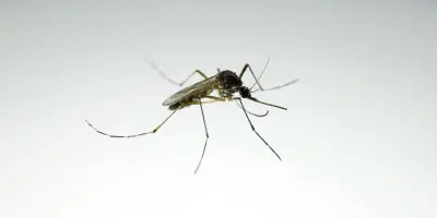 Dessin, moustique, abricot : ces mots français venus d'ailleurs