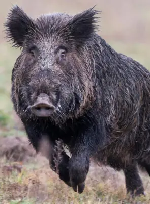 Deux accidents de la route causés par des animaux en Dordogne