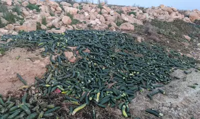 Espagne : 500 000 tonnes de récoltes gaspillées révèlent une crise agricole et hydrique