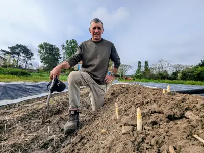 Fargues-sur-Ourbise célèbre 50 ans d'asperges : une tradition menacée par le déclin des producteurs