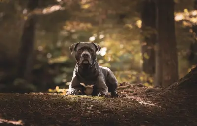 Forêt : les chiens doivent être tenus en laisse du 15 avril au 30 juin, sous peine d'amende