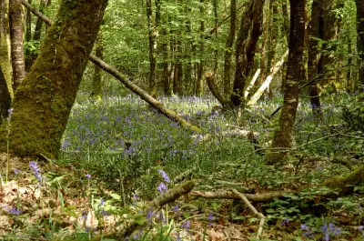Forêts françaises en péril : Fransylva réclame un moratoire sur les normes