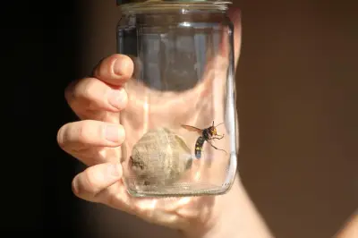 Frelon asiatique : une espèce installée et difficile à contenir dans les Alpes-Maritimes