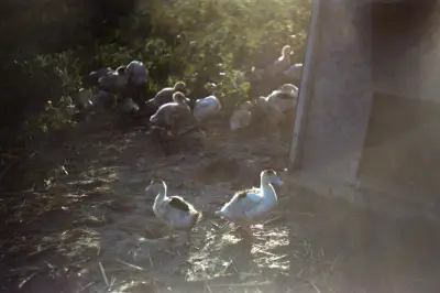 Grippe aviaire : le niveau de risque abaissé de élevé à modéré