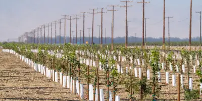 Guerre en Iran : les producteurs californiens de noix et pistaches en difficulté