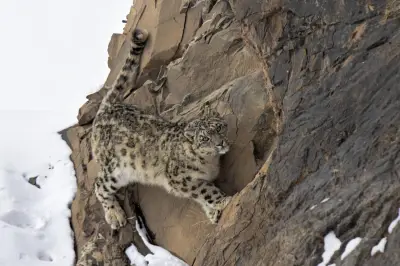 Himalaya : Léopards et panthères des neiges en compétition forcée par l'activité humaine