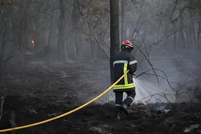 Incendie de forêt en Charente-Maritime : deux hectares de pins détruits