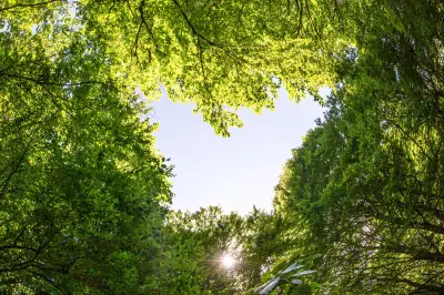 Investir dans les forêts via les GFI : une diversification patrimoniale à long terme