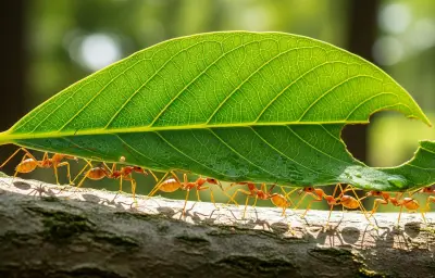La force exceptionnelle des fourmis : entre lois physiques et organisation collective