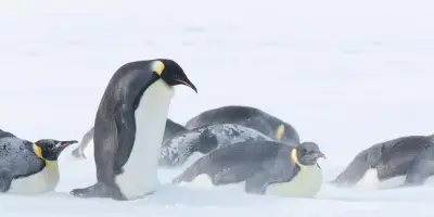 La glace de mer en Antarctique s'amincit, menaçant les manchots empereurs d'extinction