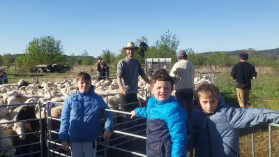 La tonte des moutons en direct : un cours vivant sur le métier d'éleveur pour les écoliers gardois