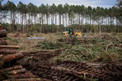 Landes : plainte contre X pour enquêter sur l'origine du nématode du pin
