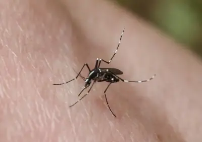 L'Auringleta sensibilise les Farguais aux risques du moustique tigre jeudi 9 avril