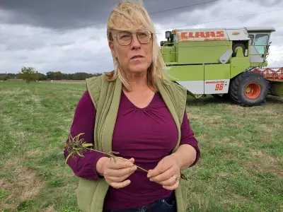 Le chanvre du Libournais double ses surfaces et prépare une unité de transformation