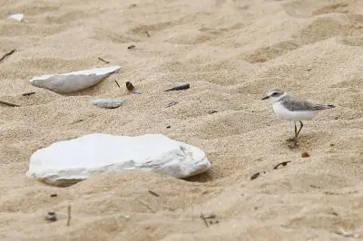 Le gravelot à collier interrompu, un oiseau fragile protégé avec succès en Charente-Maritime