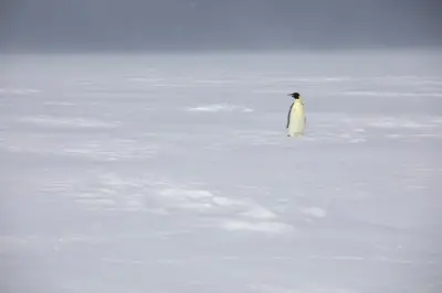 Le manchot empereur déclaré espèce en danger par l'UICN, un signal d'alarme pour l'Antarctique