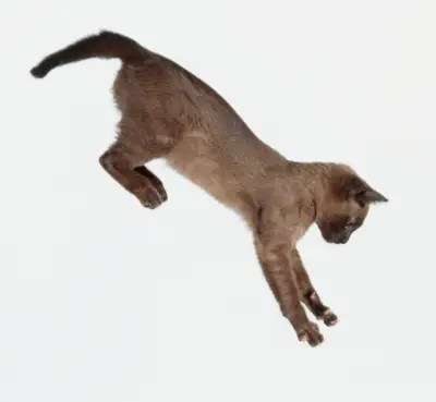 Le mystère du retournement du chat en chute libre enfin élucidé par la science