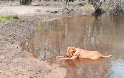 Le Parc des Landes de Gascogne alerte sur les cyanobactéries dans la Leyre